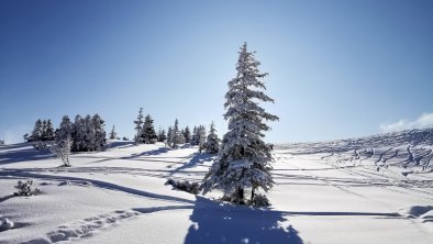 Schatzberg Schneephotos Januar 2020 Wildschönau To