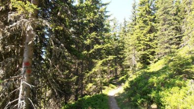 Wanderweg durch den Wald