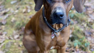 Ridgeback Anton