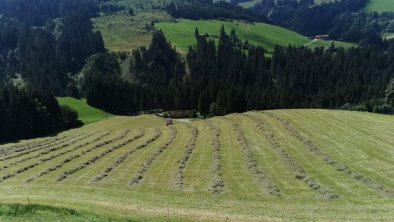 Heuernte am Prädastenhof