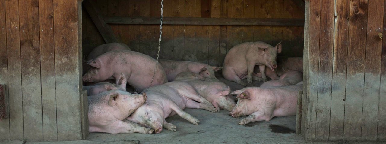 Happy pigs at the Außermelang Alm