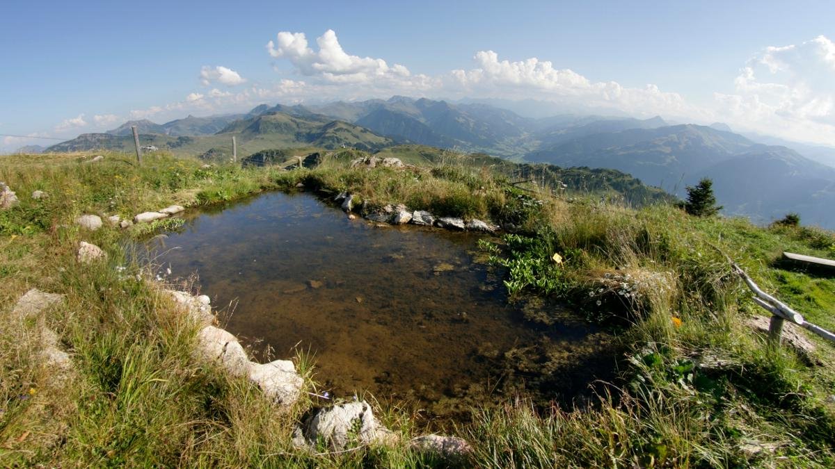 Visitors to the alpine flower garden on the Kitzbüheler Horn mountain can look forward to seeing more than 300 flowers native to the region. Indeed, the walk from the valley up to the garden is a highlight in itself and offers fabulous views of the surrounding peaks., © Kitzbüheler Alpen/Martin Lugger