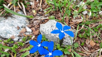 Alpenblumen