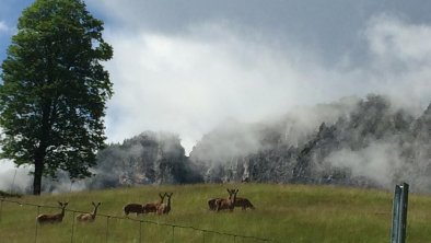 Deer Farm am Wilden Kaiser