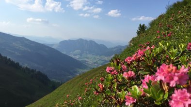 Alpbach Almrosen, © Fam. Klingler