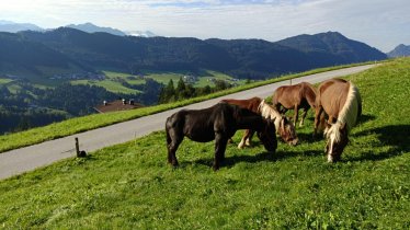 Brandterhof_Brandenberg_Alpbachtal_Unsere Noriker