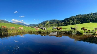 Blick vom Teichhäusel mit unseren Kühen