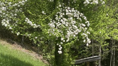 Obstbaumblüte im Frühjahr