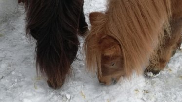 Pony´s lieben Schnee