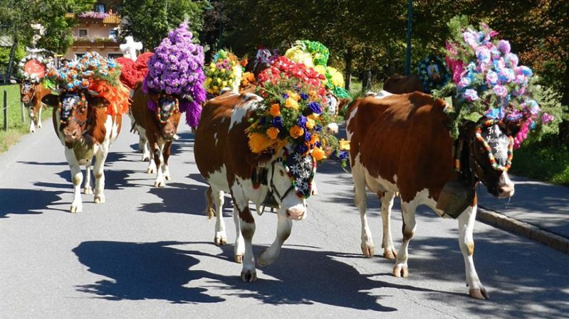 Cattle Drive in Kirchdorf  in Tirol, © Kramerhof Gasteig