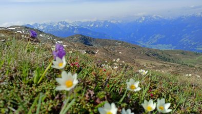 Zillertal-ersteferienregion-ferienwohnungleo-stumm