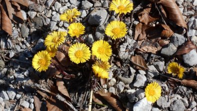 Lechtal im Frühling