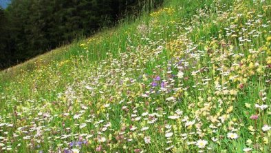 saftig blühende Alpenwiese