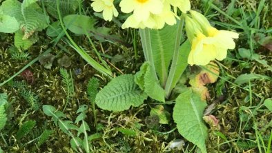 Der Frühling ist da