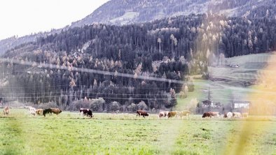 Meadows beside the house.