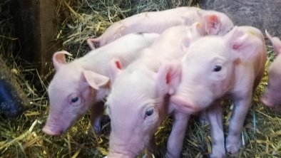 Nachwuchs im Schweinestall