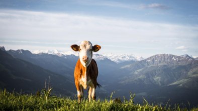 Fruhling-c-TVB-Kitzbuheler-Alpen-Brixental-Fotogra