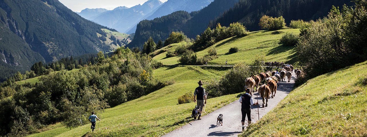 In September, the herds are rounded up for the great cattle drive in Lechtal Valley. The safe homecoming of the cattle is celebrated in Steeg, © Tirol Werbung/Peter Neusser