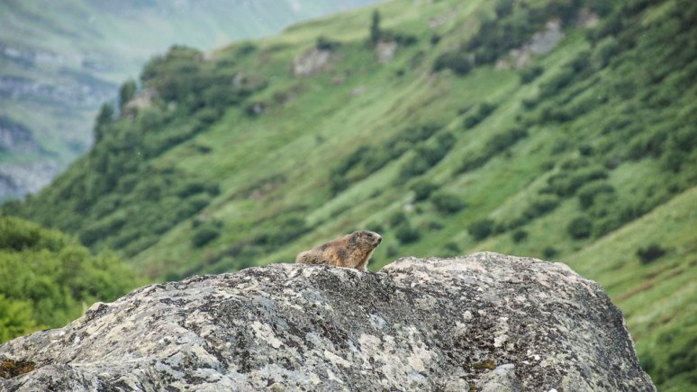 Nature Watch in Kaunergrat Nature Park, © Tirol Werbung / Jannis Braun