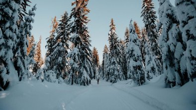 Langlaufen im Wald in Leutasch, © Region Seefeld, Charly Schwarz