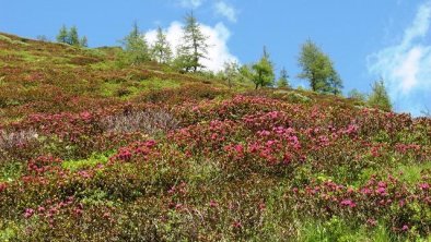 Almrosenblüte im Nationalpark Hohe Tauern