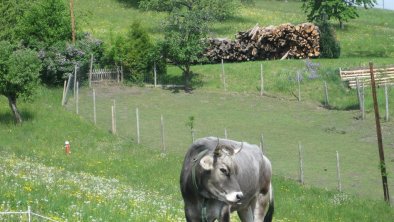 Sattlerhof Tiroler Grauvieh