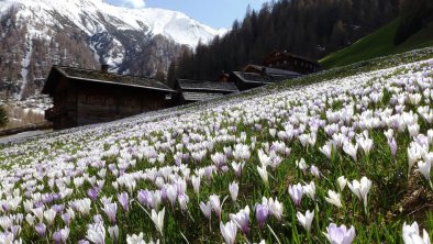 Alfenalm Frühling