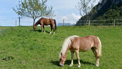 Bauernhof Hörfinghof Kufstein - Pferde auf Wiese