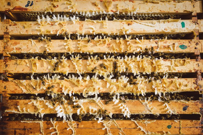 This is what a honeycomb looks like from above. The green dots help the beekeeper determine how old the honeycomb is.
