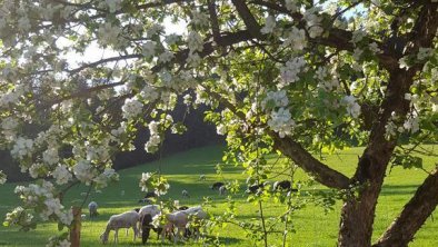 20180427_175608[1], © Blick vom Garten auf die Schafe