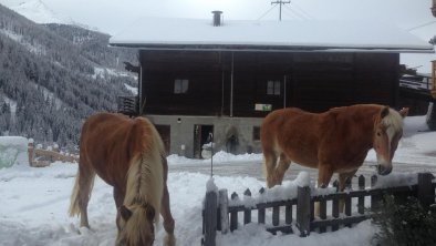 Luna und Lyria im Schnee