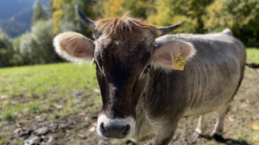 Aussergraben_Alpbach_Tiere