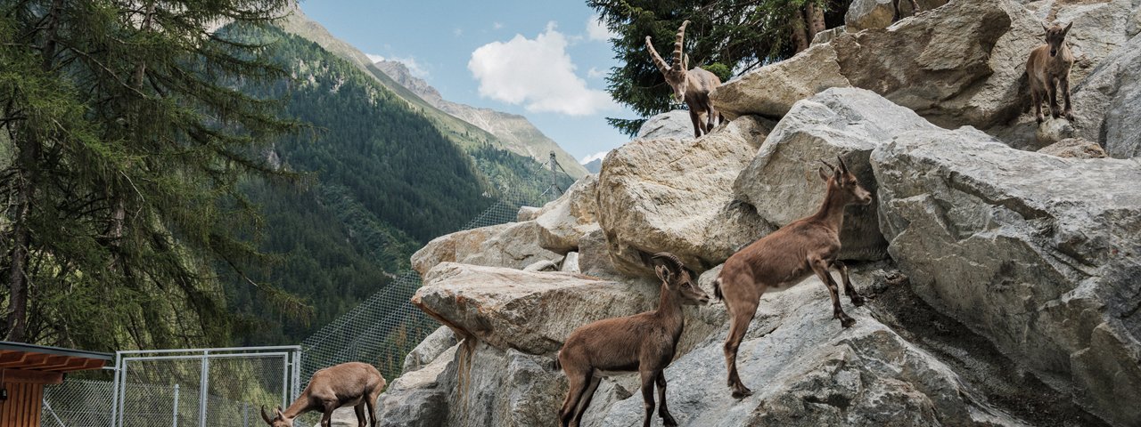 The Alpine Ibex Centre in the Pitztal Valley, © Tiroler Steinbockzentrum