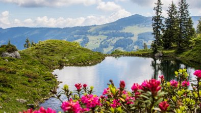 Baumgartenalm Almrosen Wildschönau (1)