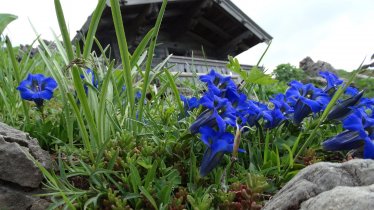 Gentian, one of the most famous alpine flowers, is among the many plants which can be found in this unique garden above Kitzbühel, © Kitzbühel Tourismus