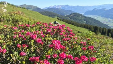 AlmrosenNeuhüttenalmHubertuskapellevorderesZillert, © Alpin-Ferienwohnungen Hochzillertal