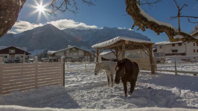 winter with horses, © Dagnhof