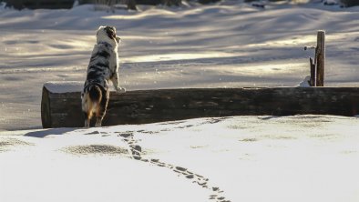 Haustiere auf Anfrage, © Birgit Standke