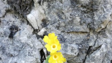 Lechtal im Frühling