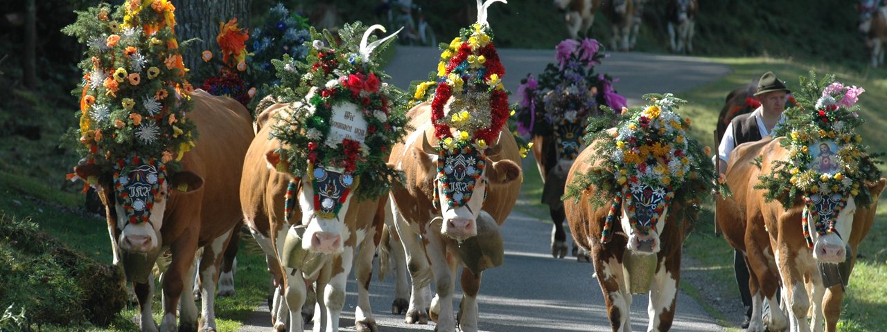 Cattle Drive across Falzthurntal Valley toward Pertisau, © Gramaialm