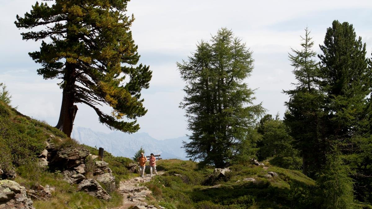 This walk starts in the village of Tulfes and ends on the Patscherkofel mountain to the south of Innsbruck. Most of the climbing up to the finishing point at 2,000m is completed by cable car, making the hike suitable for children. In the month of May hikers can enjoy a thick carpet of alpine roses., © Tirol Werbung/Jenewein Markus