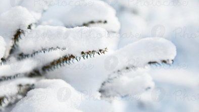 208011-schneeweisschen-natur-weiss-baum-photocase-