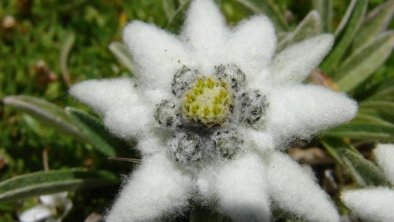 Alpen-Edelweiß