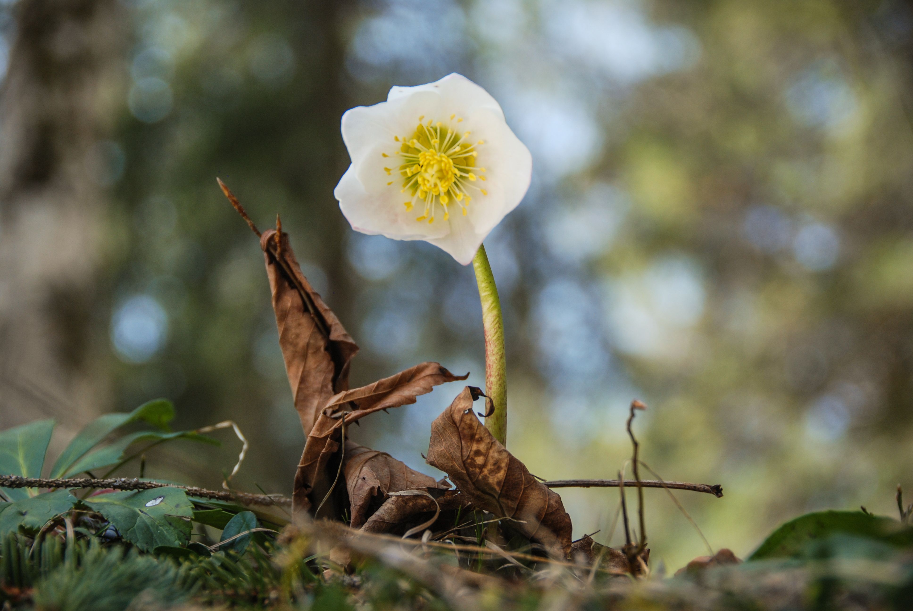 Eine weiße Schneerose auf Waldboden