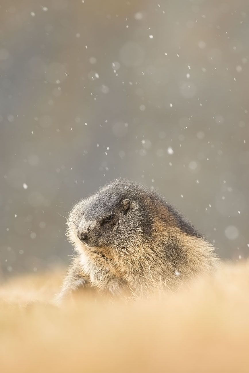 Murmeltier in leichtem Schneetreiben