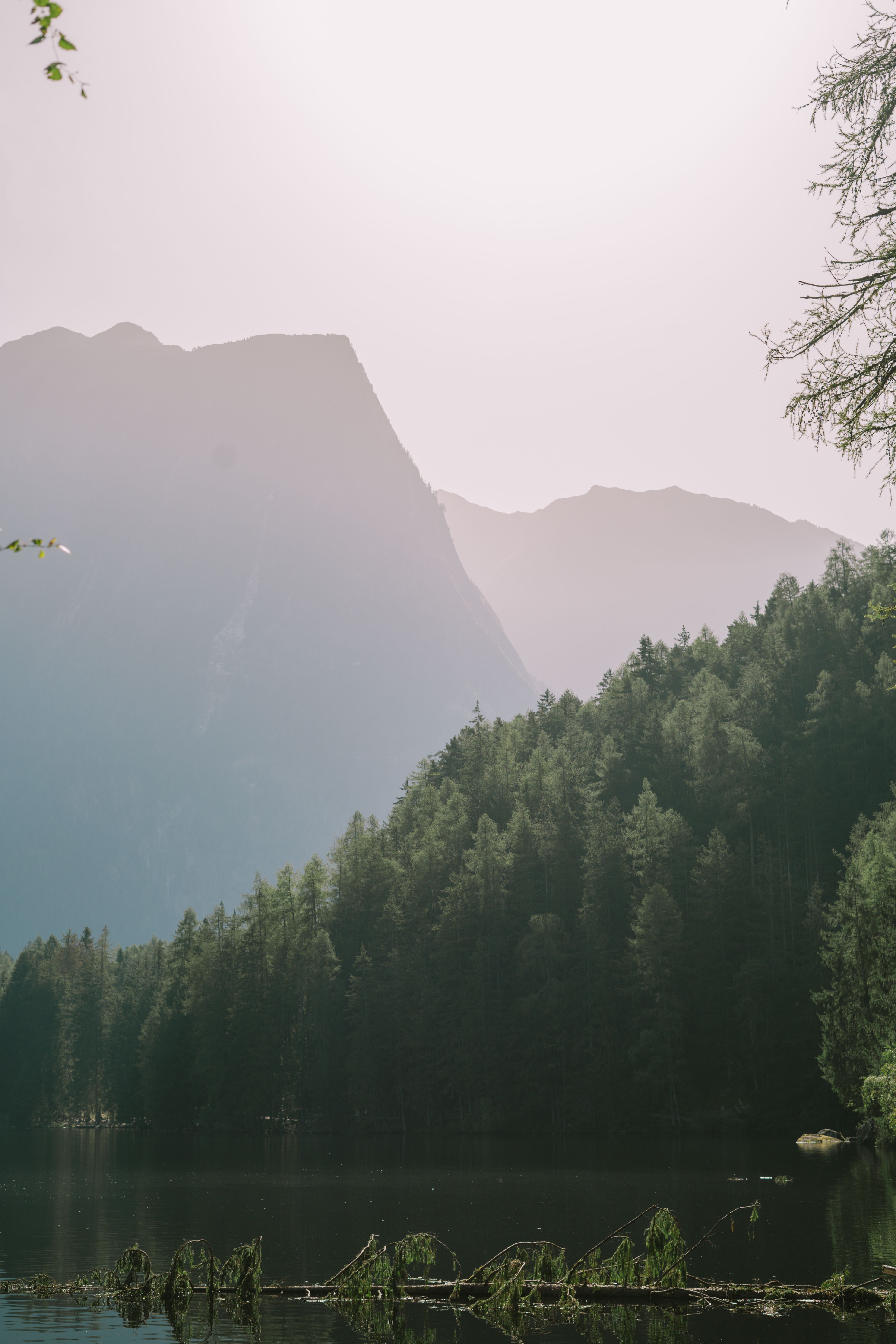 Ein umgestürzter Baum ragt aus dem Piburger See und schaut wie ein Monster aus.