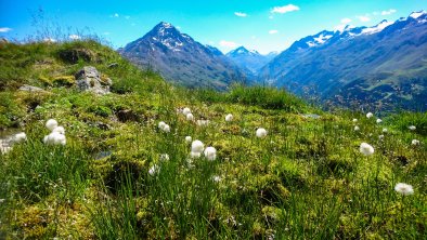 Wollgras in den Ötztaler Alpen