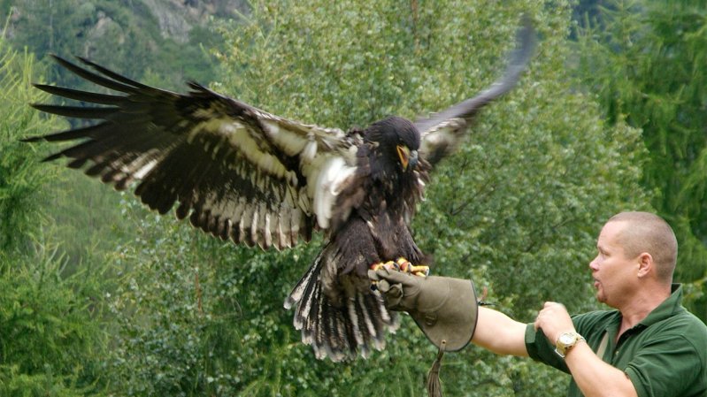 Umhausen Birds of Prey Park, © Ötzidorf