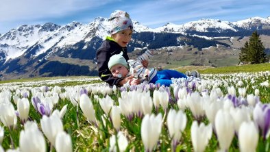 Die berühmte Krokuswiese bei uns auf der Alm