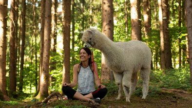 Alpaca hike